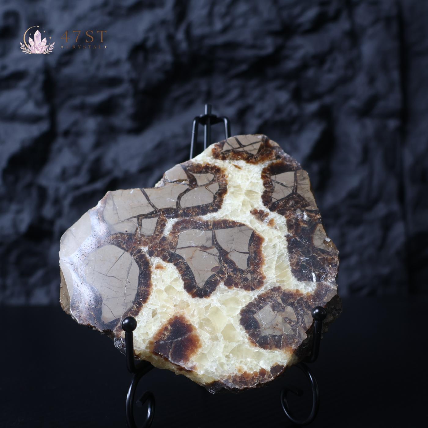 Septarium Stone Slice Specimen