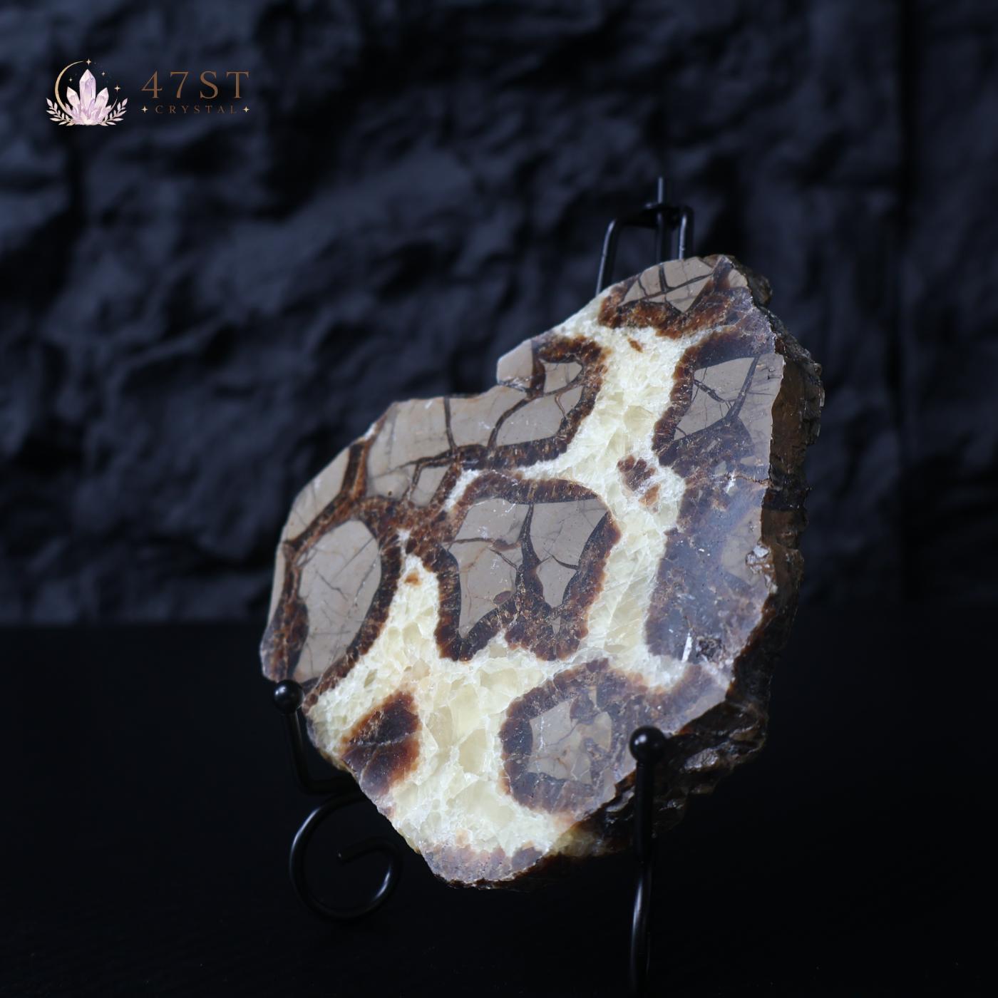 Septarium Stone Slice Specimen