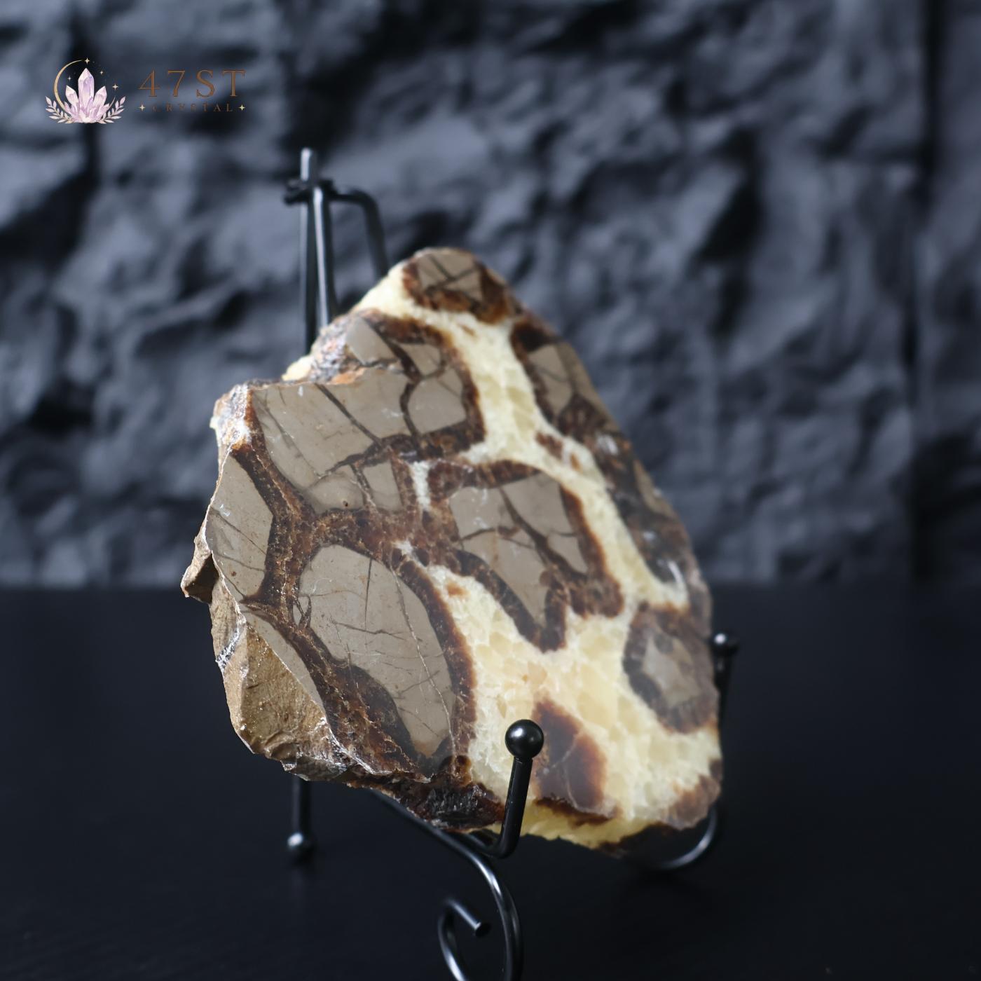 Septarium Stone Slice Specimen