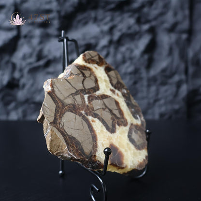 Septarium Stone Slice Specimen