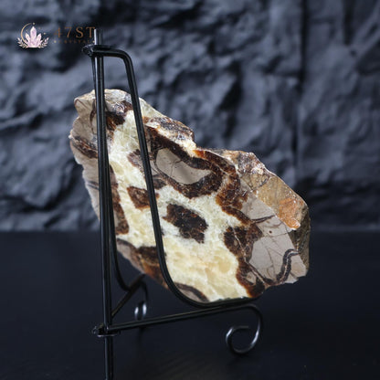Septarium Stone Slice Specimen