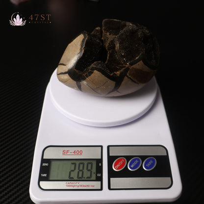 Turtle Shell Stone Egg Carving