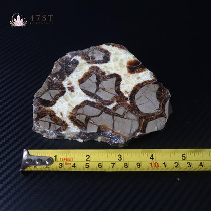 Septarium Stone Slice Specimen