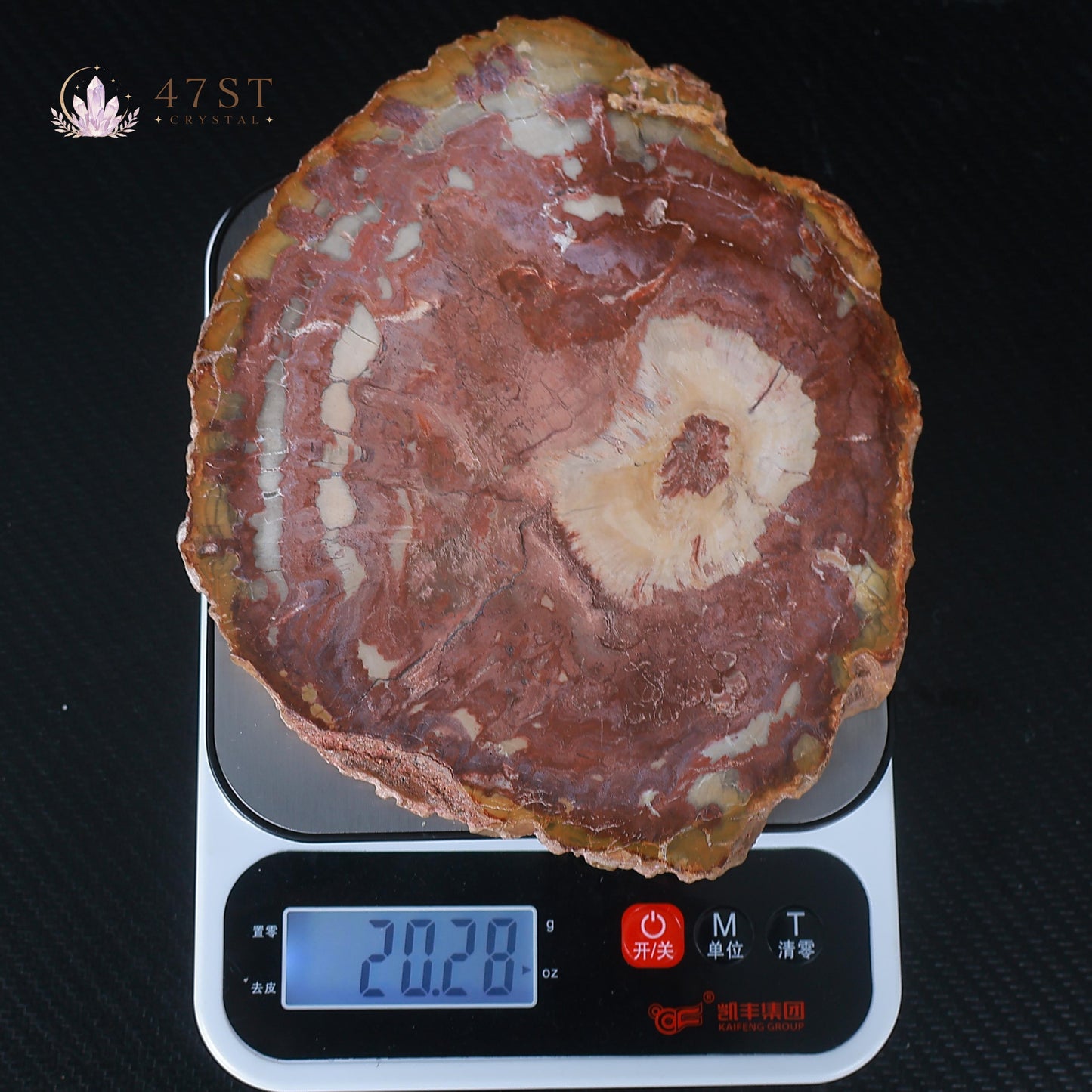 Petrified Wood Slice