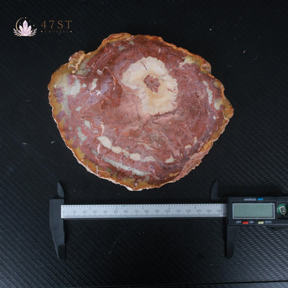 Petrified Wood Slice