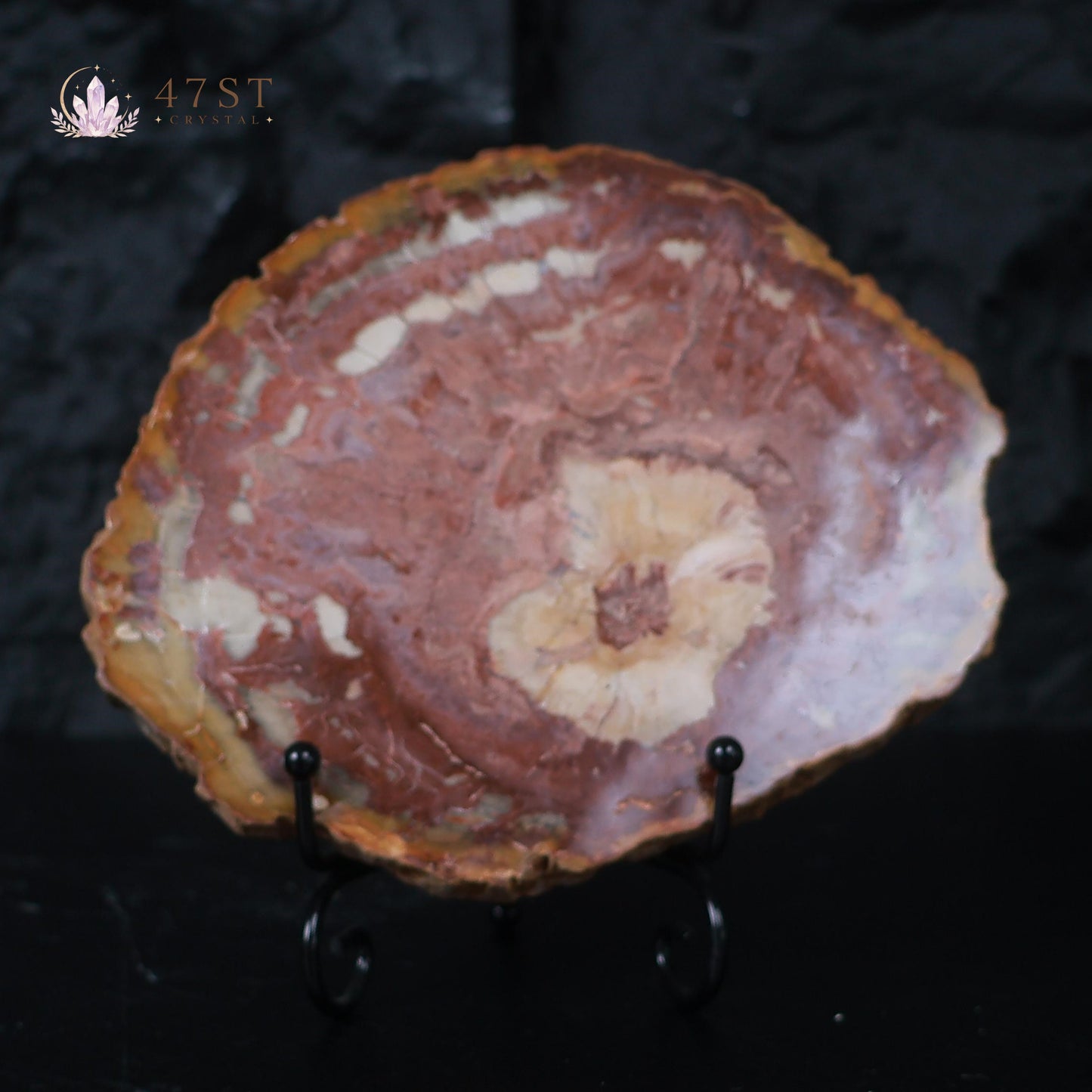 Petrified Wood Slice