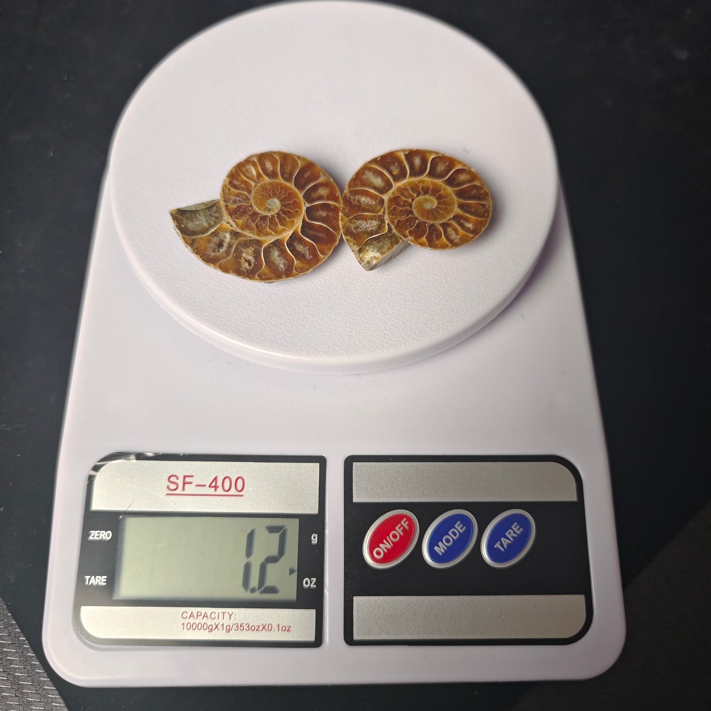 Small Ammonite