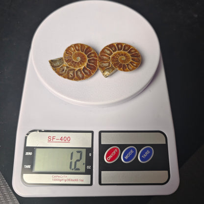 Small Ammonite