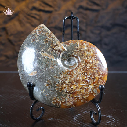 Ammonite Fossil