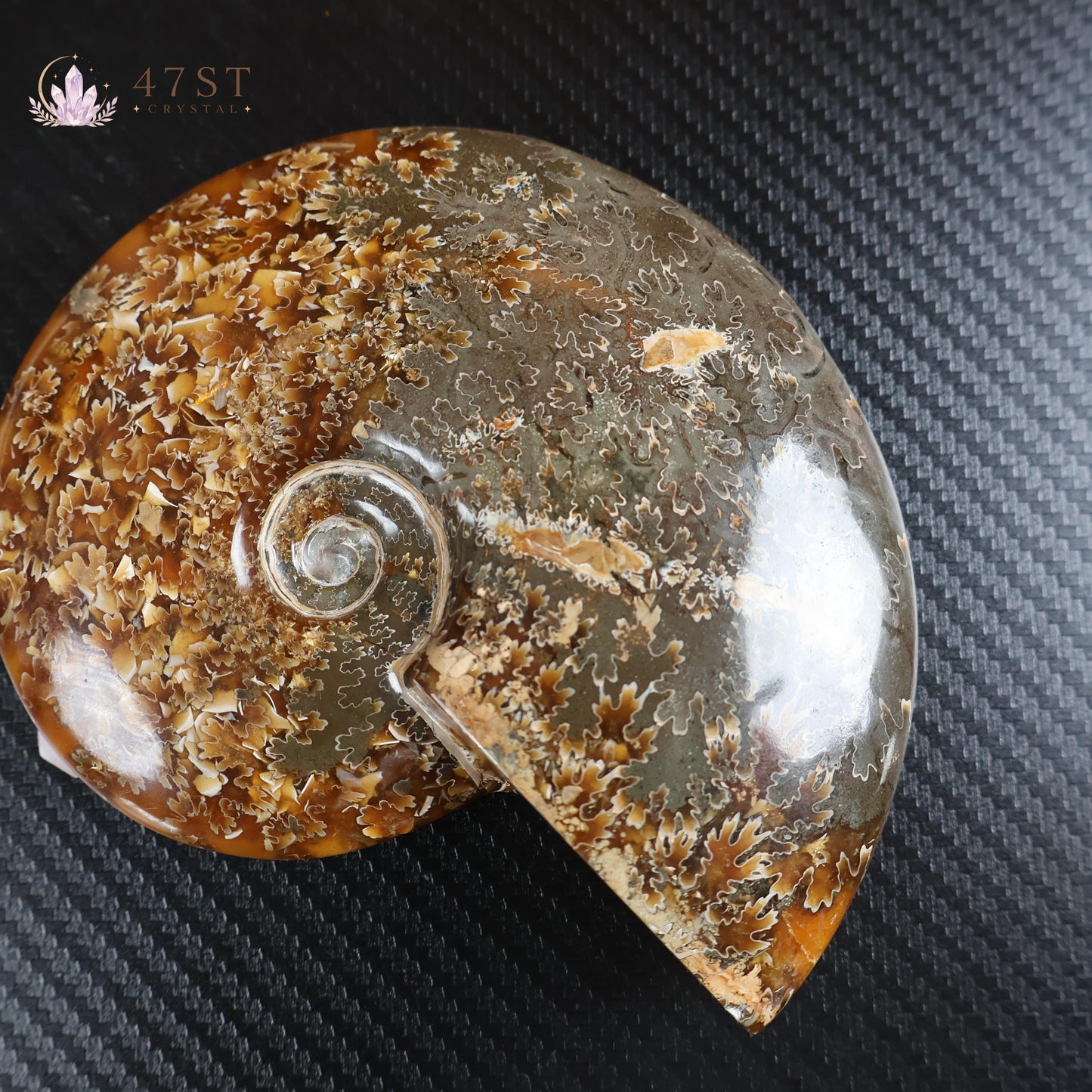Ammonite Fossil