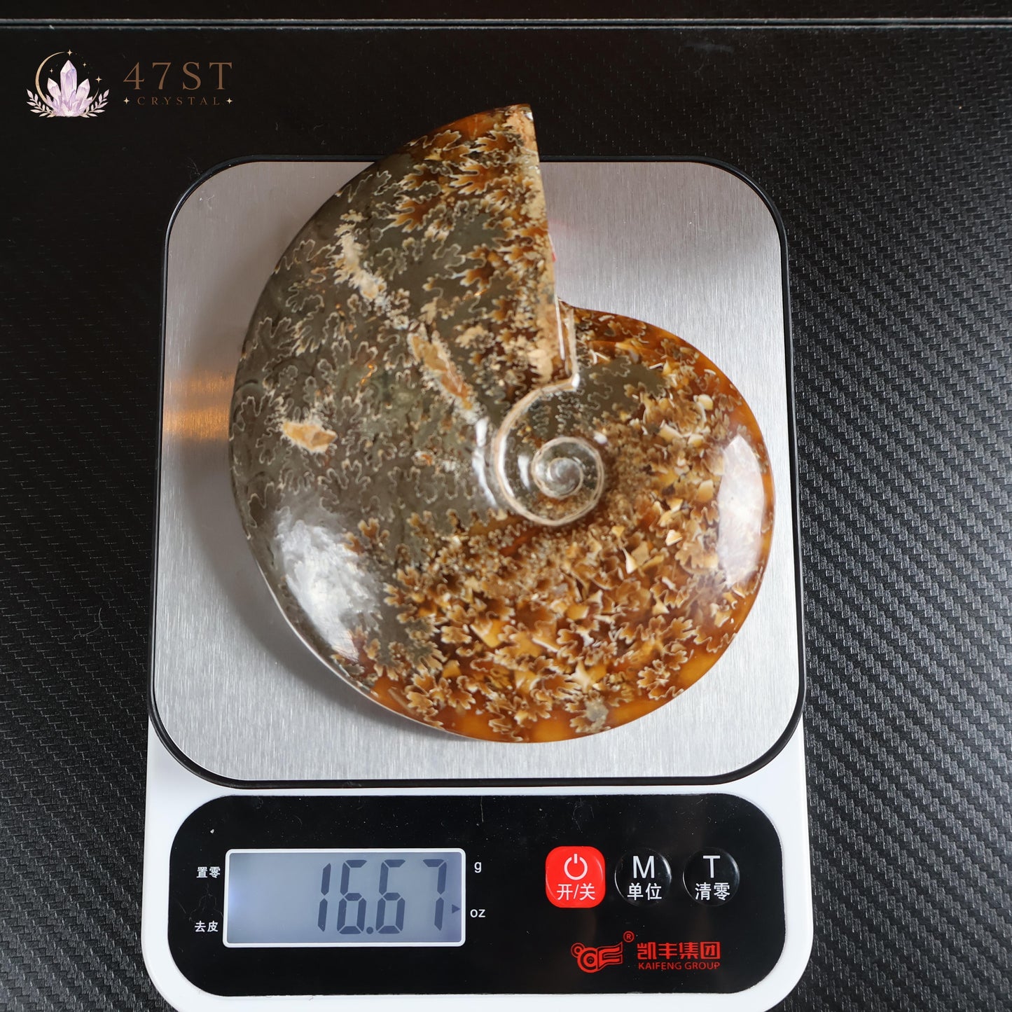 Ammonite Fossil