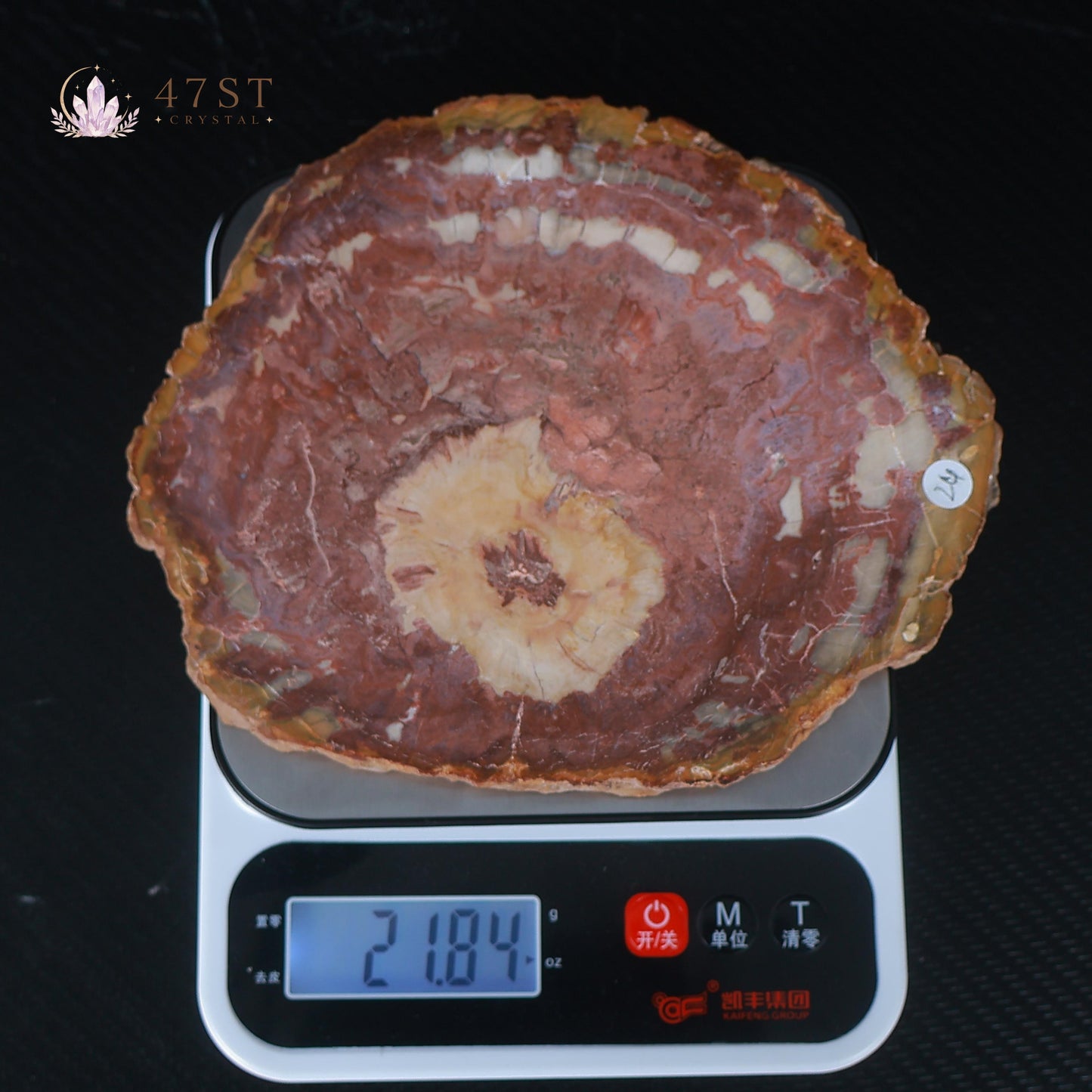 Petrified Wood Slice