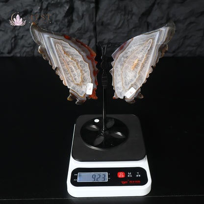Agate Butterfly Wings Display