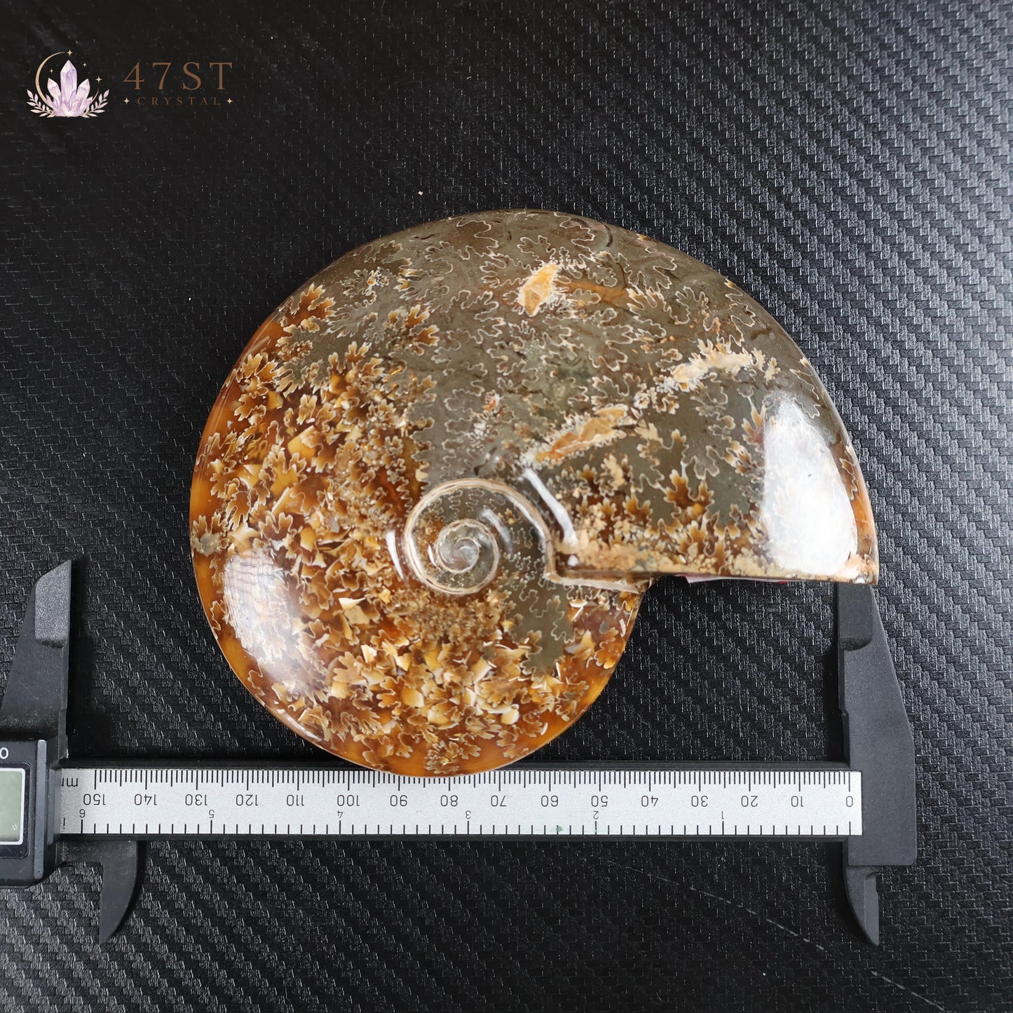 Ammonite Fossil
