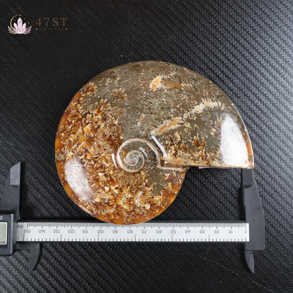 Ammonite Fossil