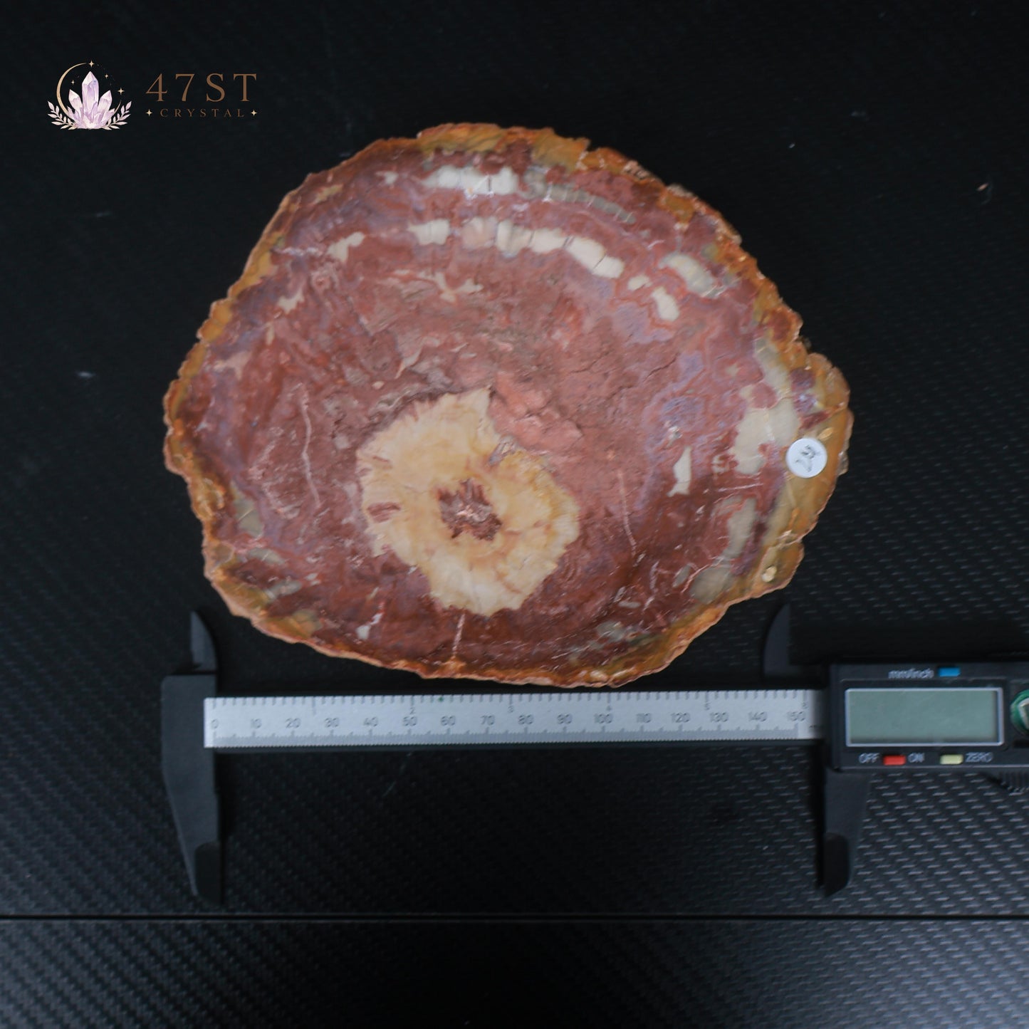 Petrified Wood Slice
