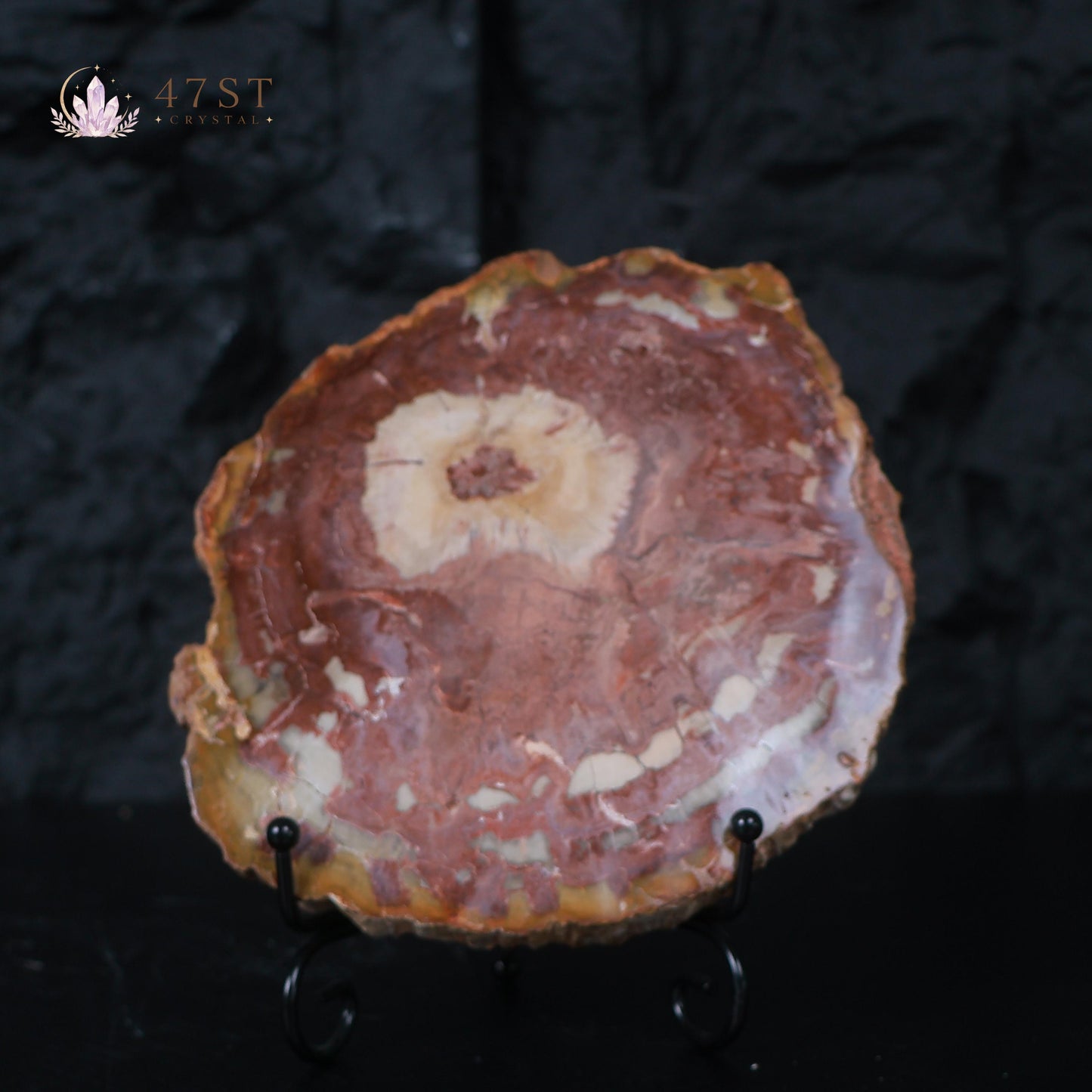 Petrified Wood Slice