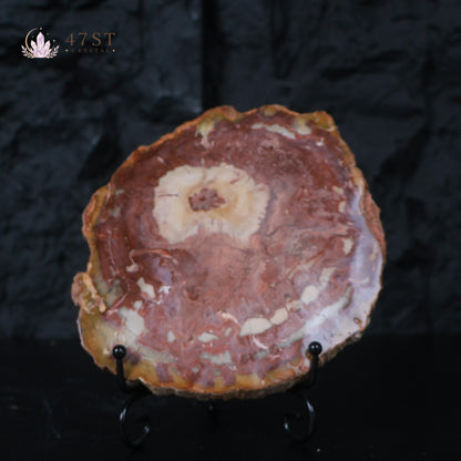 Petrified Wood Slice