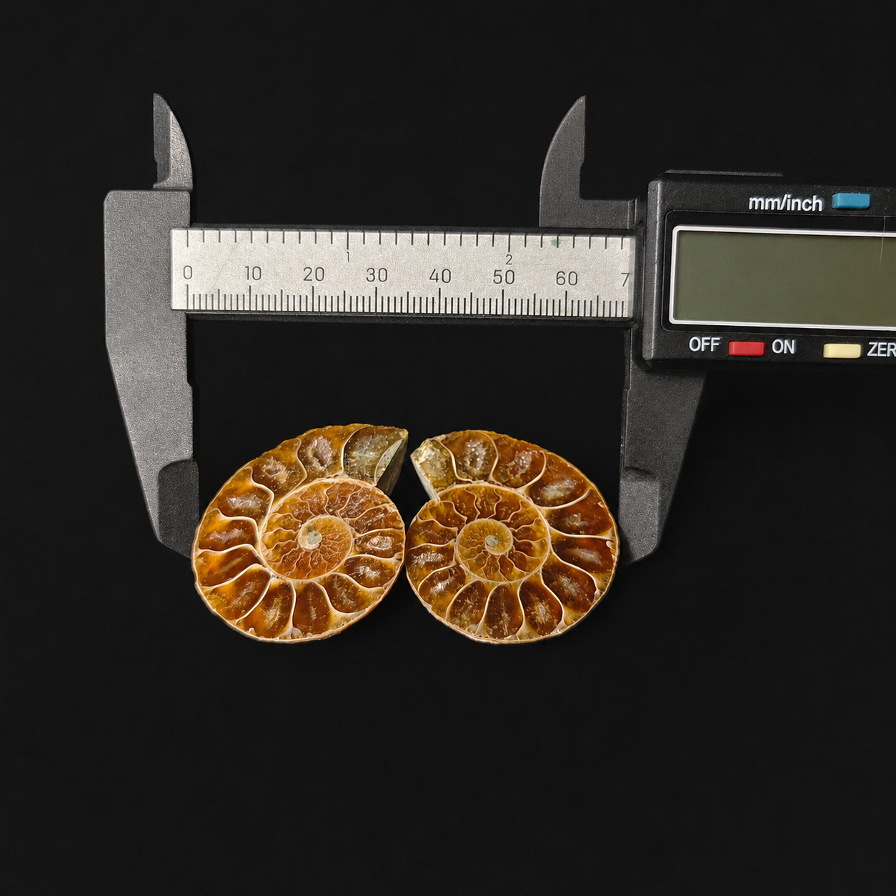 Small Ammonite