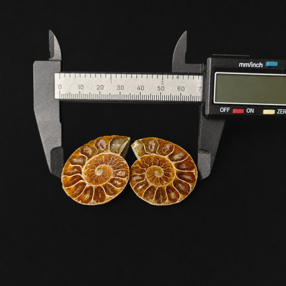 Small Ammonite