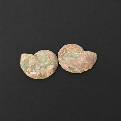 Small Ammonite