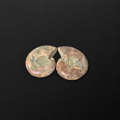 Small Ammonite
