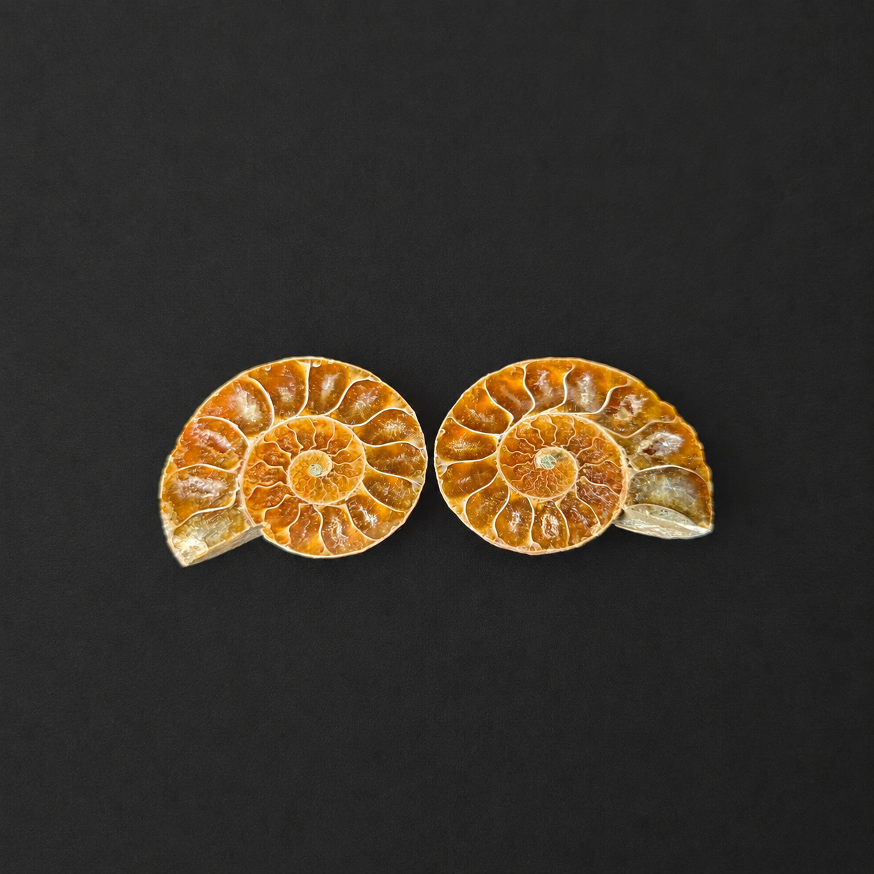 Small Ammonite