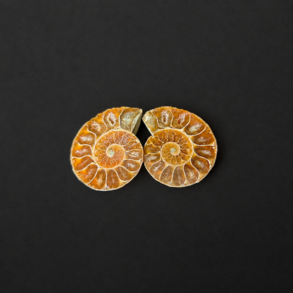 Small Ammonite