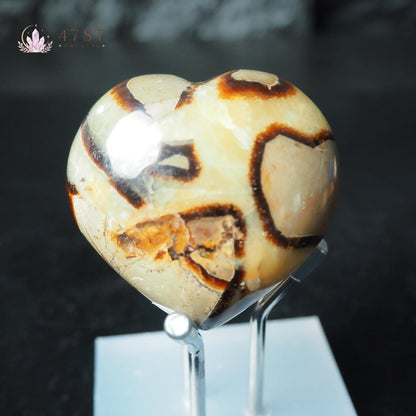 Septarium Palm Stone