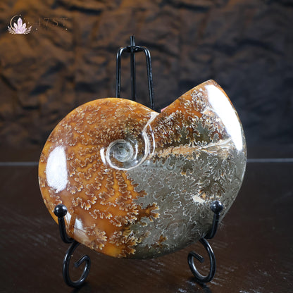 Ammonite Fossil