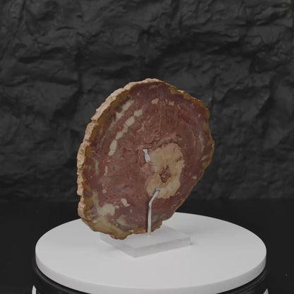 Petrified Wood Slice